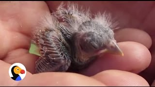 How to Save a Baby Birds Life  The Dodo [upl. by Oecile]