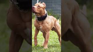 American Pitbull Terrier [upl. by Arorua]