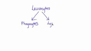 635 Distinguish between antigens and antibodies [upl. by Narut690]