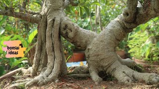 40 Year Old Ficus Bonsai  Bonsai Care [upl. by Daph]