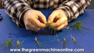 Preparing Eleocharis Parvula Hairgrass for planting in an aquarium [upl. by Akinat]