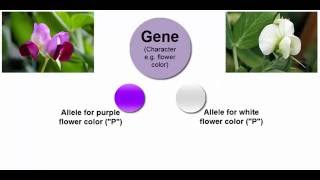 MCAT® Mendelian Genetics  Part I The concept of alleles and the principle of allelic dominance [upl. by Lyn346]