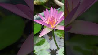 Peachblow gardening lotusflower trending nature viralshort [upl. by Sutit]