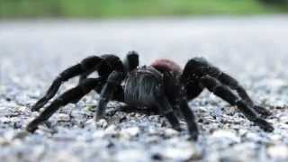 Mexican Redrump Tarantula Calakmul Biosphere Reserve Mexico [upl. by Janine388]