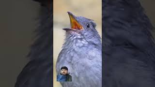 birds alarm animals alarming birdsounds nature love sound youtubeshorts beauty [upl. by Xel]