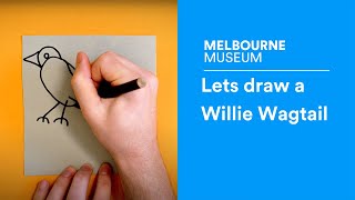 Lets draw a Willie Wagtail [upl. by Hirz]