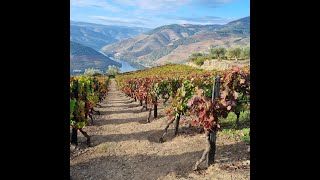 DOURO VALLEY PORTUGAL [upl. by Nnylorac]