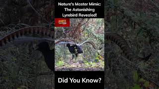 The Lyrebird Nature’s Astonishing Sound Machine Shorts lyrebird NatureWonders attenborough [upl. by Johnson]