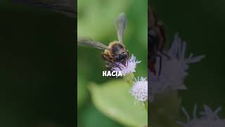 ¡Este dato sobre las abejas te dejará impresionado [upl. by Kenn]