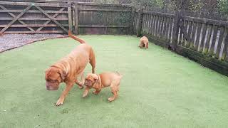 Mum and Puppies playing Dogue de Bordeaux Puppies [upl. by Palocz956]