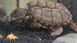 Godzilla Snapping Turtle vs Crab Epic [upl. by Georgine]