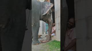 Elephant Love  Srirangam Temple Elephant Andaal conversing with Mahout [upl. by Hsilgne]