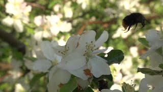 Pollinators Nature WY [upl. by Hildick]