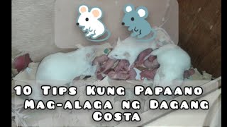 PAANO MAGALAGA NG DAGANG COSTA AT PAANO MABUBUHAY ANG MGA ANAK NITO VLOG1 MOUSE TRENDING MICE [upl. by Etteve141]