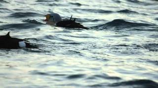 Winter birdlife in Batsfjord Harbour Varanger Peninsulampg [upl. by Tserrof551]