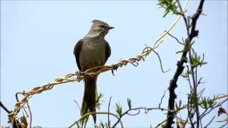 Coludito copetón Leptasthenura platensis VOZ [upl. by Apoor]