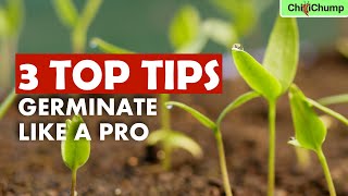 Stop Wasting Chilli Seeds Germinate Like a Pro [upl. by Oyek720]