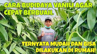 CARA BUDIDAYA VANILI AGAR CEPAT BERBUAH  TERNYATA MUDAH DAN BISA DILAKUKAN DI RUMAH [upl. by Rolyks]