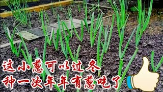 不用年年种的小葱种植和小葱保存办法 How to grow green onions [upl. by Shanda]