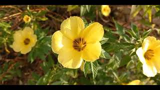 月见草 Oenothera Biennis  Evening Primrose [upl. by Johnny]