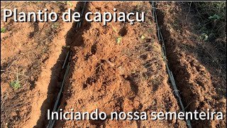 Plantando capiaçu Aproveitando as áreas molhadas [upl. by Netsyrc]