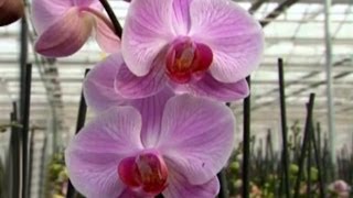 Orkide Bakım  Orkide Orchidaceae nasıl sulanır korunur 4 Bölüm [upl. by Terpstra]