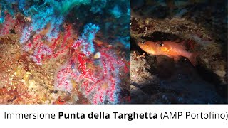 Immersione Punta della Targhetta AMP Portofino [upl. by Iras]