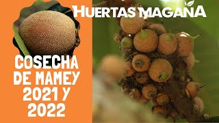 Cosecha de Mamey 2021 y 2022 en Huertas Magaña [upl. by Eoj]