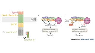 VIDEO 3 Cell Death Pathways Necroptosis and Parthanatos RGP 2019 [upl. by Linn]