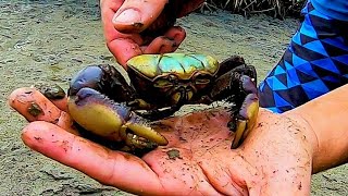 MUDCRAB  INCRÍVEL VEJAM OS CARANGUEJOS QUE PEGAMOS [upl. by Ilojna]