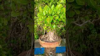 12 years old bonsai tree available ll subscribe viralvideo plants flowers [upl. by Noillimaxam]