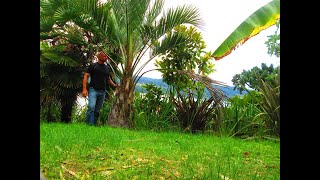 How to grow Butia Palm Tree in a Northern climate [upl. by Thea]