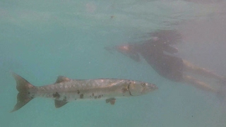 Snorkeling in Akumal Bay  Barracuda Octopus Turtles amp More [upl. by Eserahc515]