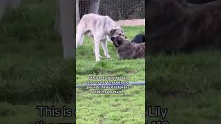 How Anatolian Shepherds take predators down [upl. by Llerud]