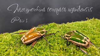 Mecynorhina torquata ugandensis FOR SALE [upl. by Franciskus659]