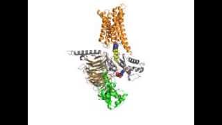 Model of interaction of activated Rhodopsin and heterotrimeric Gi protein [upl. by Anirda563]