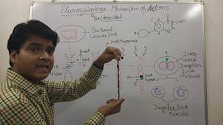 Fluoroquinolones Mechanisms of ActionTarget Site Topoisomerase Inhibitor How Fluoroquinolone Work [upl. by Niccolo]