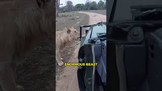 Why lions dont attack safari🦁 [upl. by Hgielrebma389]