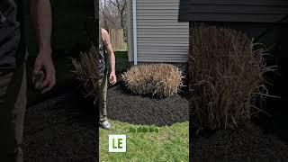 Ornamental Grasses  winterize them [upl. by Saw]