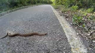 Vipera sul Monte Mesa Rivoli Ciclabile Adige Sole 23 Aprile 2018 [upl. by Kama271]