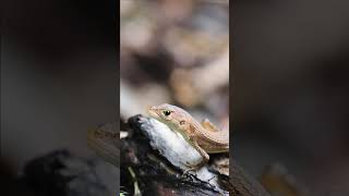 【爬虫類】カナヘビ 吉祥山 OMSYSTEM OMDS OM1 【reptiles】shorts nature [upl. by Hollington601]