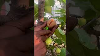 Fruit plant that eat insect in my garden shorts anjrural [upl. by Nwahsal]