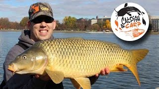 How to catch carp  carp fishing tips and techniques  carp bait [upl. by Savinirs]