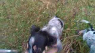 See these 10 week old blue tick puppy coon hunting dogs [upl. by Glenden]