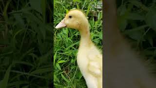 How to tell if a 3 weeks old duckling is male or female Drake or duck by sound [upl. by Arias182]