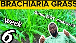 Week 6 How to Grow Brachiaria Grass  Mulato Grass The Best Feed For Livestock Farming [upl. by Rubenstein]