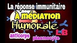 Le mécanisme de la réponse immunitaire spécifique à médiation humorale [upl. by Frayne]