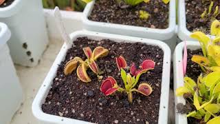 FlytrapStore Matts Venus flytrap Collection Tour June 22 2022 [upl. by Phelips]