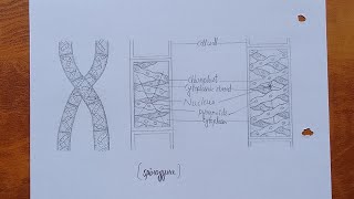 How to draw spirogyra  Spirogyra diagram drawing with labeling step by step for beginners [upl. by Alejoa206]