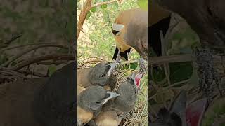 Adorable Rufous Treepie Bird Babies Watch Their Cute Antics [upl. by Errick13]